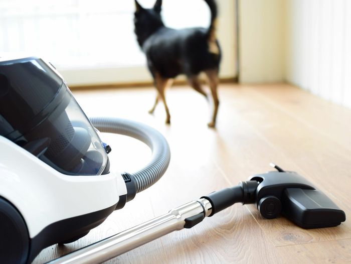 best_vacuum_for_pet_hair_AdobeStock_305564470