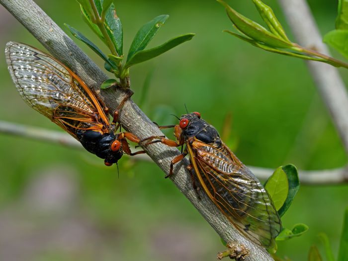 Two Cicadas on a tree branch.