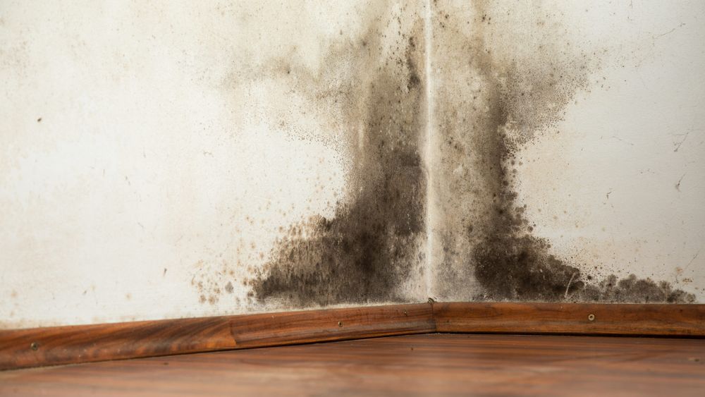 A corner of a room with a black mold growing on it.